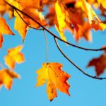 Igniting Your Healthy Start This Fall