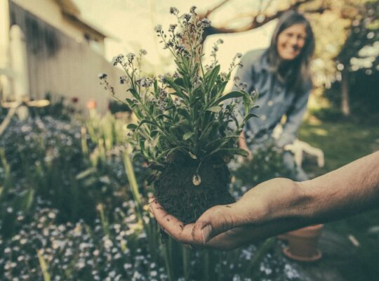holding a plant in a garden