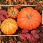 Healthy Weight Loss Friendly Fall Festive Treat Ideas