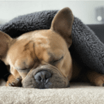 Sleep and Effective Weight Loss